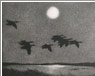 Night Flight