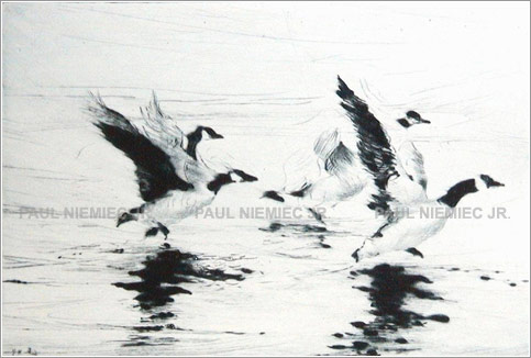 Wingbeat etchings and dry points by Paul Niemiec Jr. Running Wind Studio