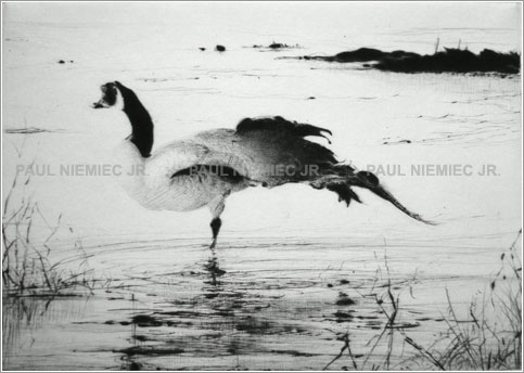 Arabesque, etchings and dry points by Paul Niemiec Jr. Running Wind Studio