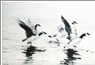 Wingbeat